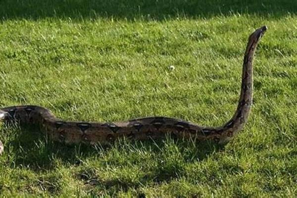 男人梦见蛇财运好不好 男人梦见蛇财运好不好