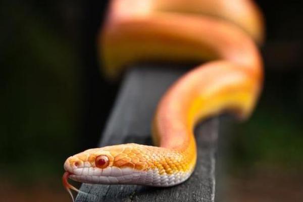 男人梦见蛇财运好不好 男人梦见蛇财运好不好