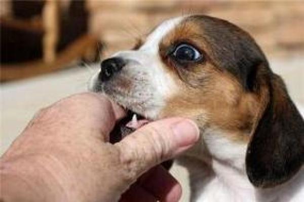 梦见狗咬住不松口是什么意思