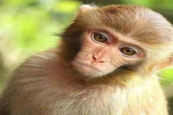 五湖广海在天涯指什么生肖 五湖广海在天涯指什么生肖