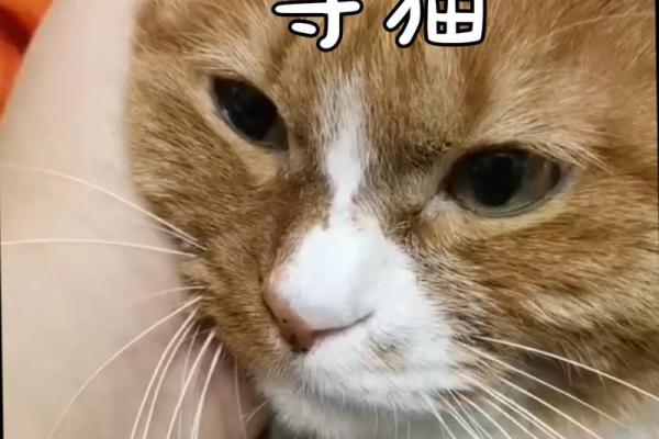 梦见猫咪