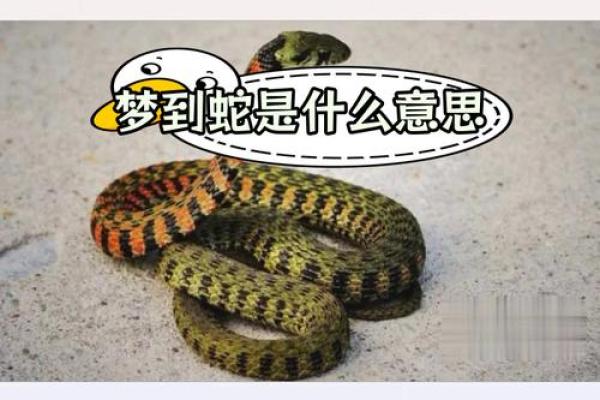 备孕梦见蛇预示着什么 备孕梦见蛇预示着什么