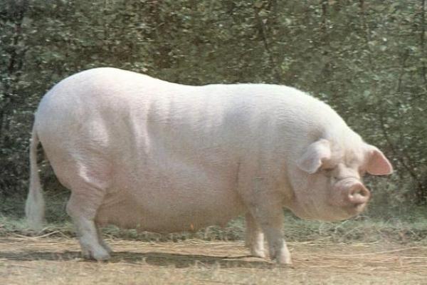 梦见白猪是什么征兆 梦见白猪是什么征兆