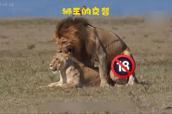 男人梦见狮子是什么预兆