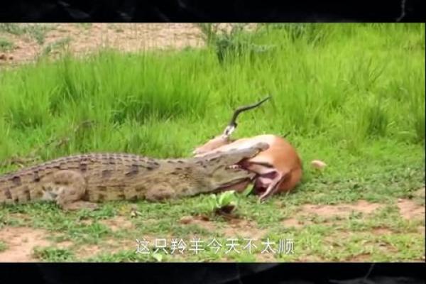 梦见鳄鱼咬人是什么预兆