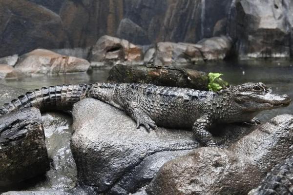 梦见鳄鱼咬人是什么预兆