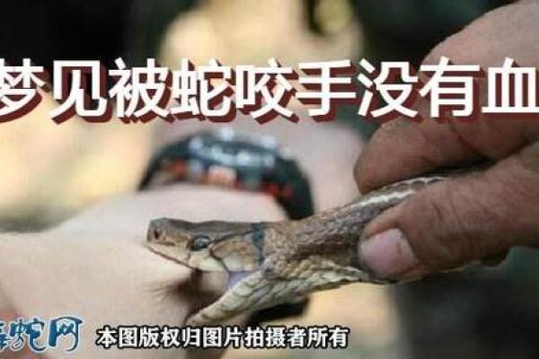 梦见差点被蛇咬是什么意思 梦见差点被蛇咬是什么意思
