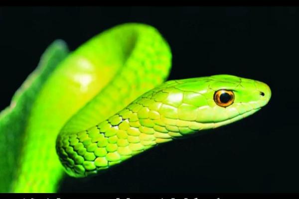 梦见差点被蛇咬是什么意思 梦见差点被蛇咬是什么意思