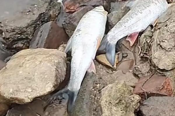 梦见很多死鱼是什么兆头 梦见很多死鱼是什么兆头