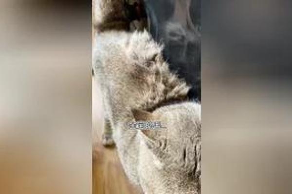 水深火热是指什么生肖(水深火热指什么生肖好) 水深火热是指什么生肖(水深火热指什么生肖好)