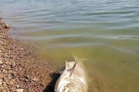 梦见很多死鱼是什么兆头