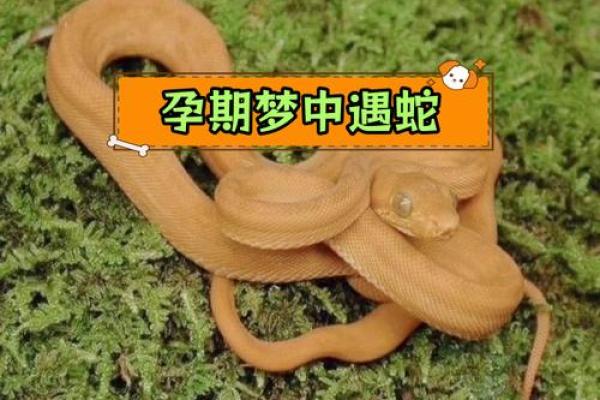 梦见被大蛇咬是什么征兆 梦见被大蛇咬是什么征兆