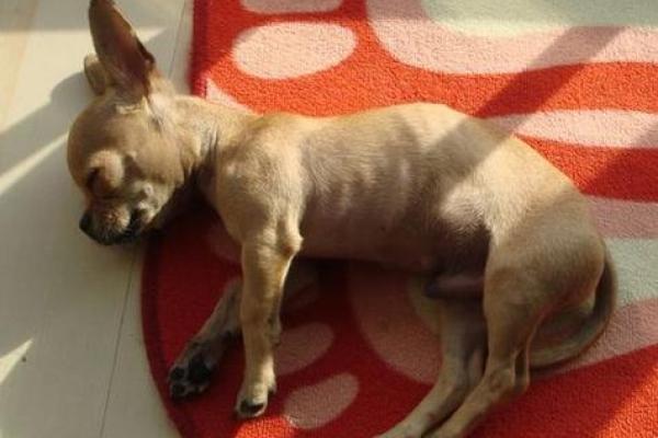 女人梦到死狗是什么征兆 女人梦到死狗是什么征兆