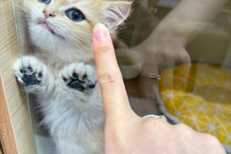 女人梦到猫暗示什么