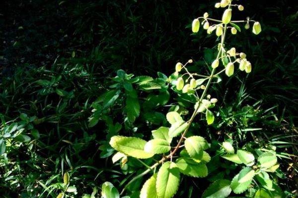 落地生根打一准确生肖