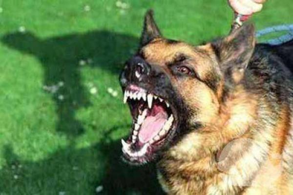 男人梦见狗咬是什么预兆 男人梦见狗咬是什么预兆