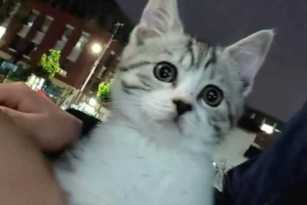 梦见小猫咪是什么征兆 梦见小猫咪是什么征兆