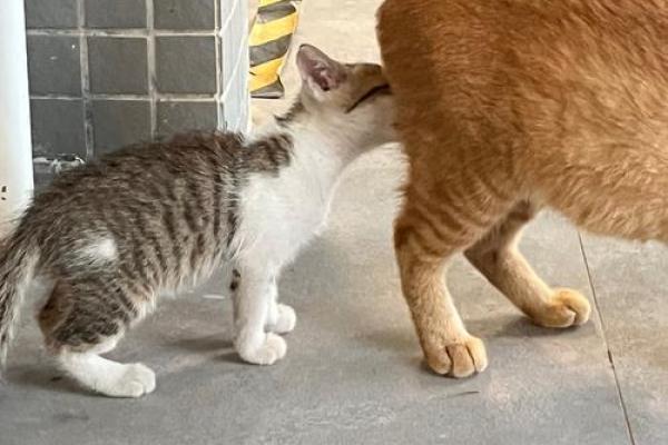 梦见小猫咪是什么征兆 梦见小猫咪是什么征兆