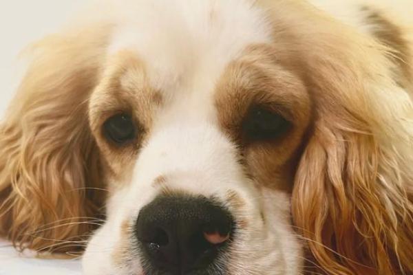 “唯唯绸否”打一准确动物生肖,唯唯绸否是什么生肖答案解释释义落实 “唯唯绸否”打一准确动物生肖,唯唯绸否是什么生肖答案解释释义落实