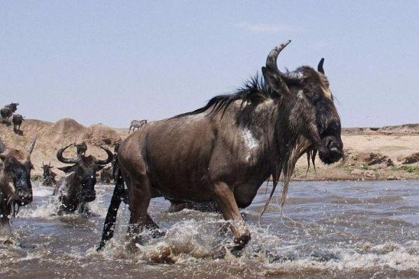 “赶尽杀绝”打一准确动物生肖,赶尽杀绝代表什么动物答案解释释义落实 “赶尽杀绝”打一准确动物生肖,赶尽杀绝代表什么动物答案解释释义落实
