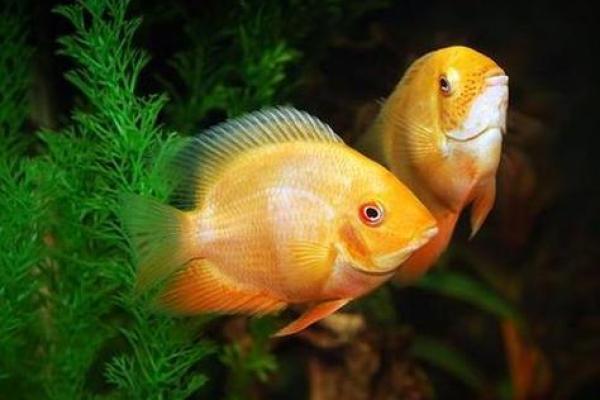 梦见抓了好多鱼是什么预兆 女性 梦见抓了好多鱼是什么预兆 女性