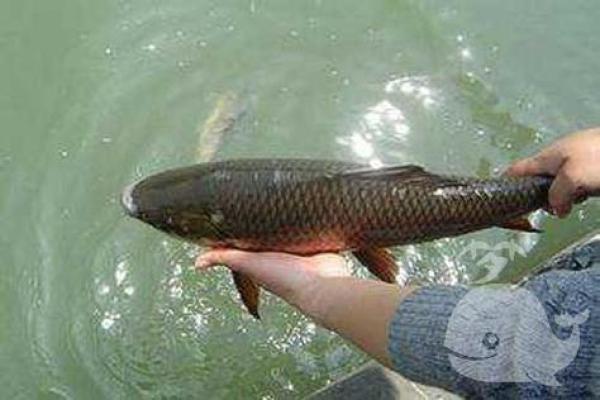 梦到大鱼是什么意思 梦到大鱼是什么意思