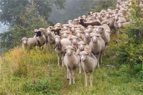 男人梦见白羊是什么预兆