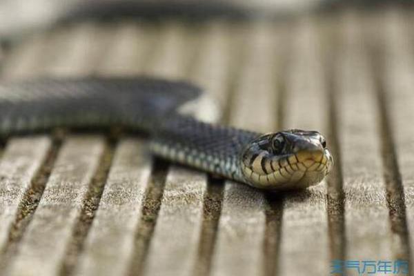 男人梦到蛇 男人梦到蛇