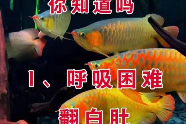 男人梦见鱼是什么征兆 男人梦见鱼是什么征兆