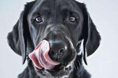 女人梦见黑狗什么预兆