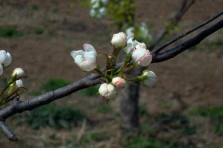 落地生根代表什么生肖