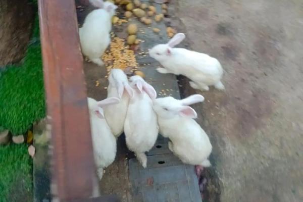 “鸡犬相闻猪有来”打一个生肖动物，鸡犬相闻打一个生肖答案解释释义落实