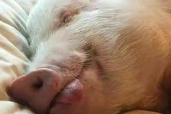 心安理得是什么生肖(心安理得打一数字) 心安理得是什么生肖(心安理得打一数字)