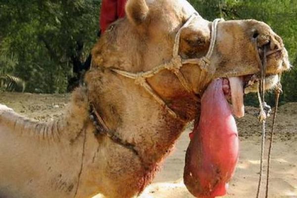 采花大盗是指什么生肖 采花大盗是指什么生肖