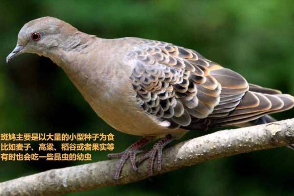 小户人家打一生肖 小户人家打一生肖