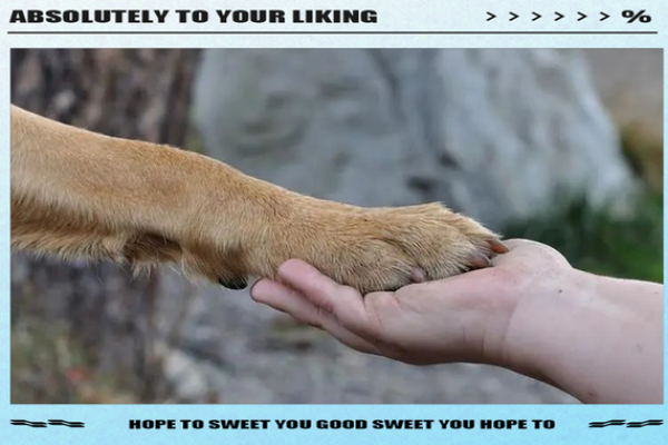 梦见狗咬手是要发财