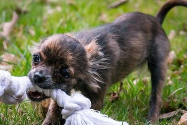 梦见狗咬手是要发财