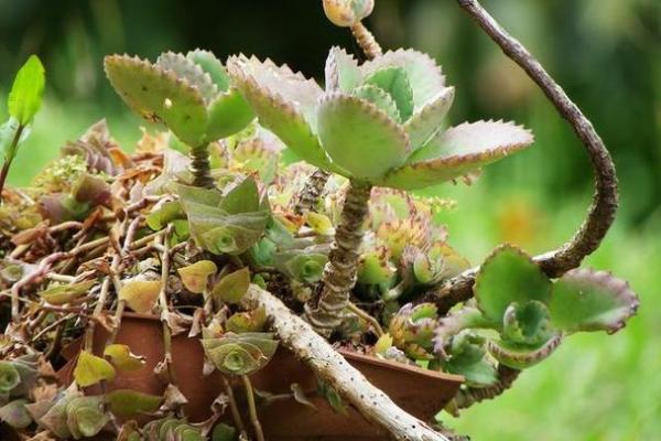 “落地生根”打一准确动物生肖，落地生根打一准确生肖答案解释释义落实