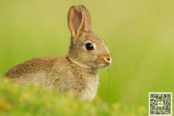 “小打小闹”打一准确动物生肖，小打小闹是指什么生肖答案解释释义落实