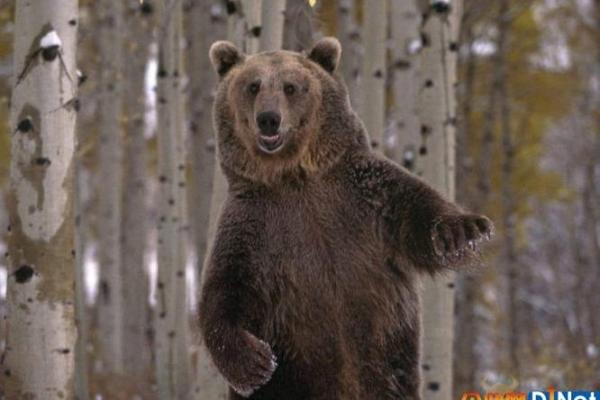 梦见狗熊是什么预兆 梦见狗熊是什么预兆