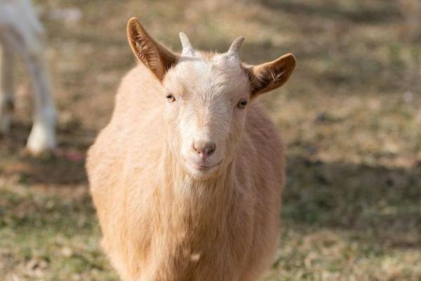 “愁眉不展”打一个生肖动物，意大利全境降半旗答案解释释义落实