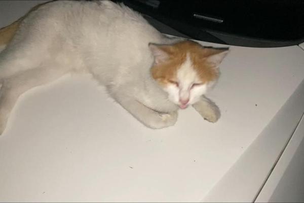 梦见白色的猫 梦见白色的猫