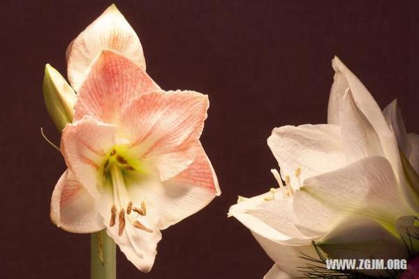 女人梦见死去的人给钱好不好