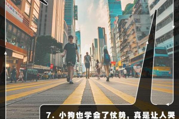 “狗仗人势”打一生肖是什么,狗仗人势打一个生肖答案解释释义落实 “狗仗人势”打一生肖是什么,狗仗人势打一个生肖答案解释释义落实