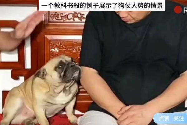 “狗仗人势”打一生肖是什么,狗仗人势打一个生肖答案解释释义落实 “狗仗人势”打一生肖是什么,狗仗人势打一个生肖答案解释释义落实