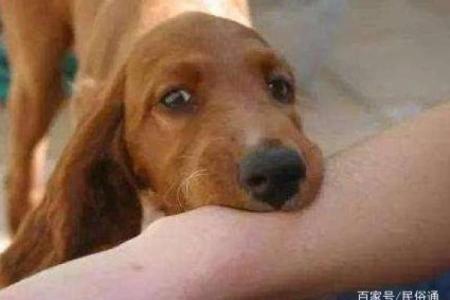 梦见狗咬到手没出血是什么预兆