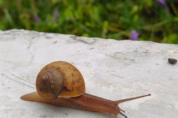 “浪子回头”打一准确动物生肖,浪子回头是什么生肖答案解释释义落实 “浪子回头”打一准确动物生肖,浪子回头是什么生肖答案解释释义落实