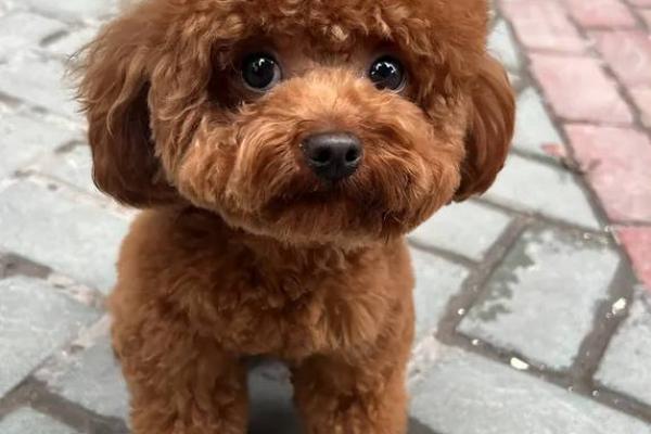 火眼金睛是什么动物生肖 火眼金睛是什么动物生肖