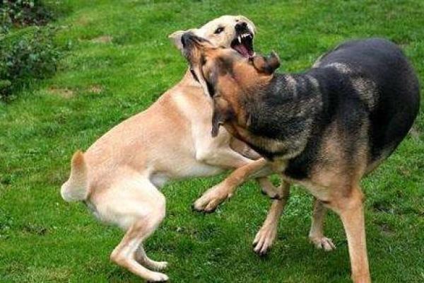 妈妈梦见狗咬女儿什么预兆 妈妈梦见狗咬女儿什么预兆