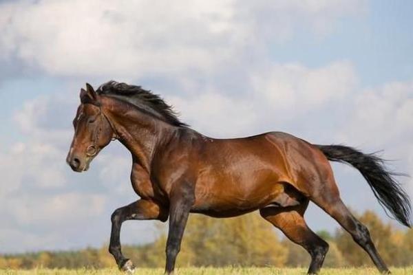 属马66年寿命劫数_1966属马最难熬的年龄 属马66年寿命劫数_1966属马最难熬的年龄